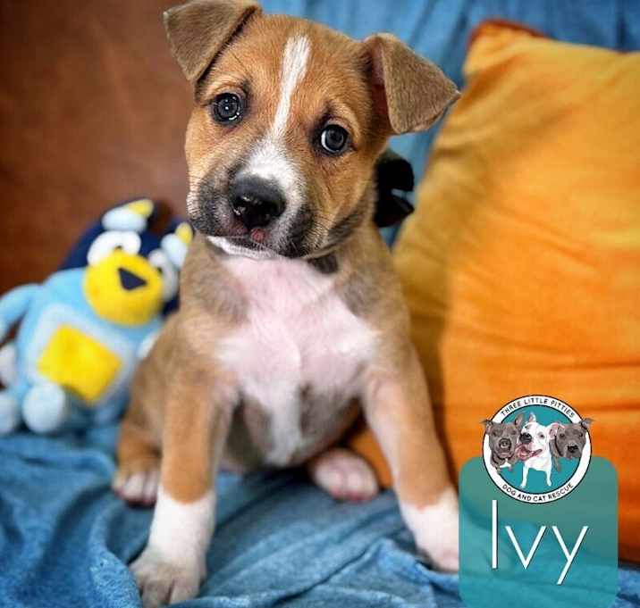 Photo of Ivy Classic