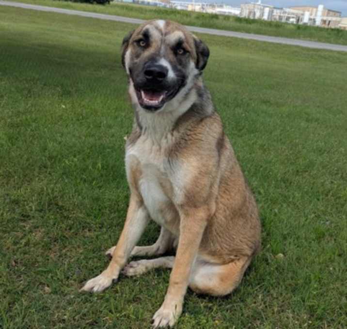 Photo of Moose
