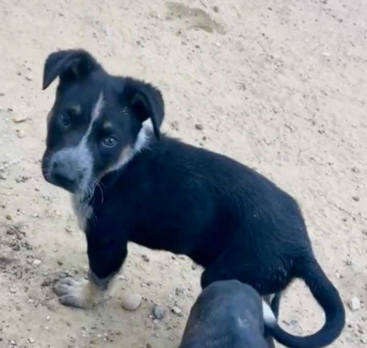 Photo of Angus (Gus)