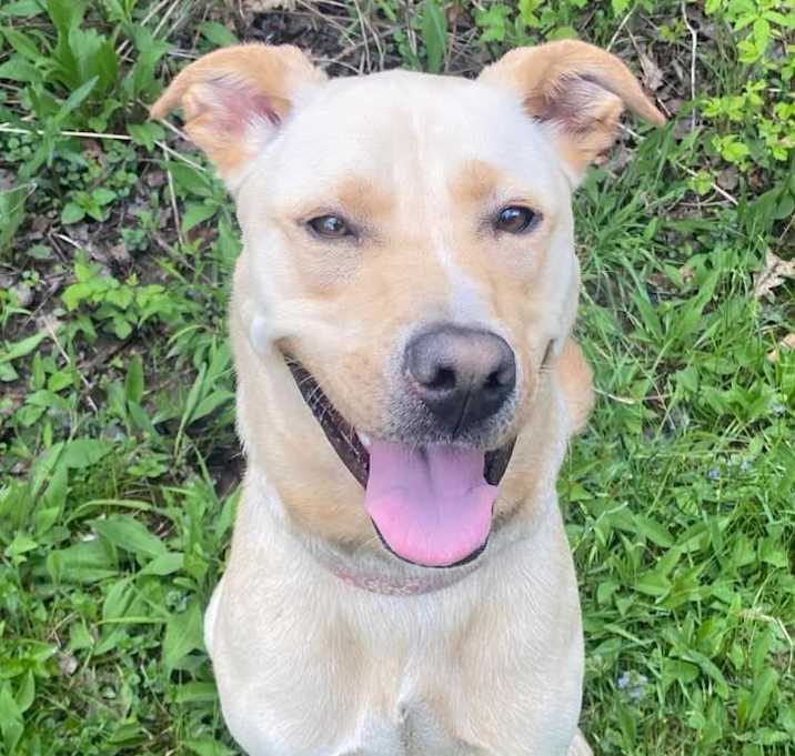 Photo of Hazelnut