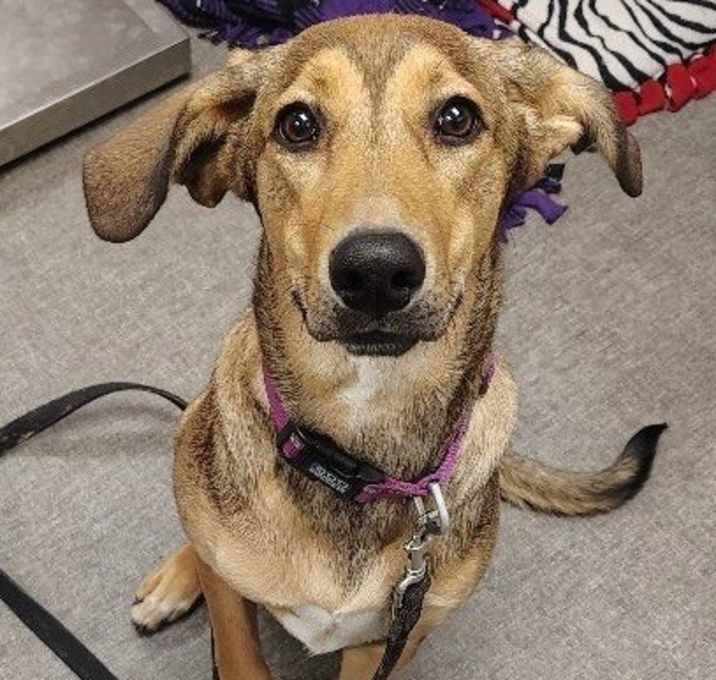 Photo of Willow