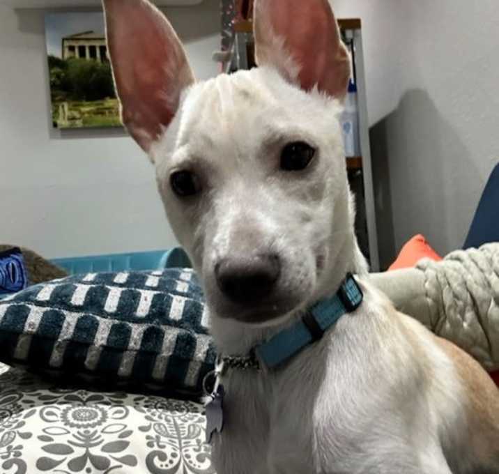 Photo of Ollie