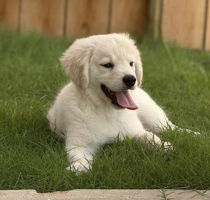 Photo of Luna
