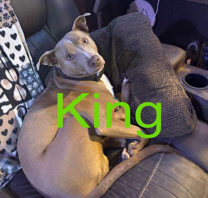 Photo of King