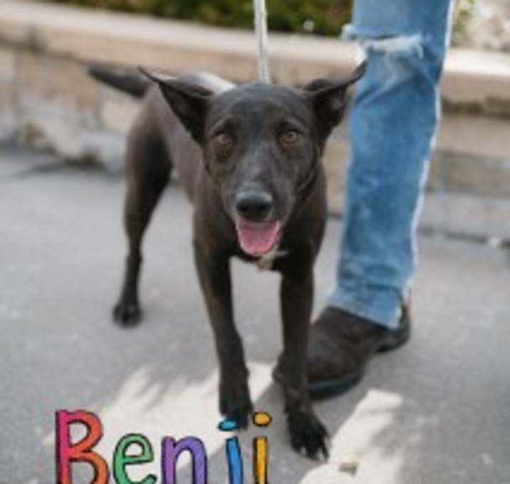 Photo of Benji 31794