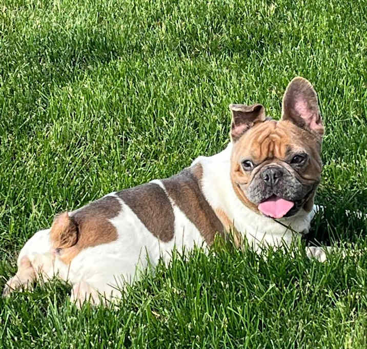 Photo of Tinkerbell