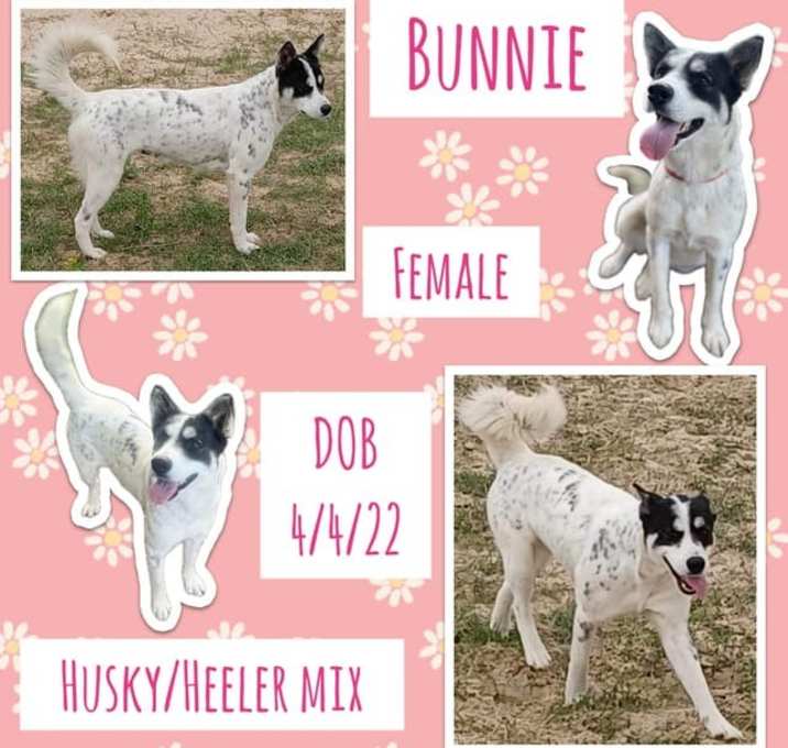 Photo of Bunnie
