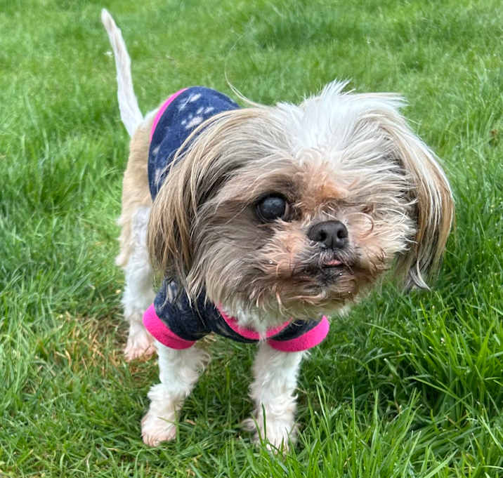 Photo of Daisy