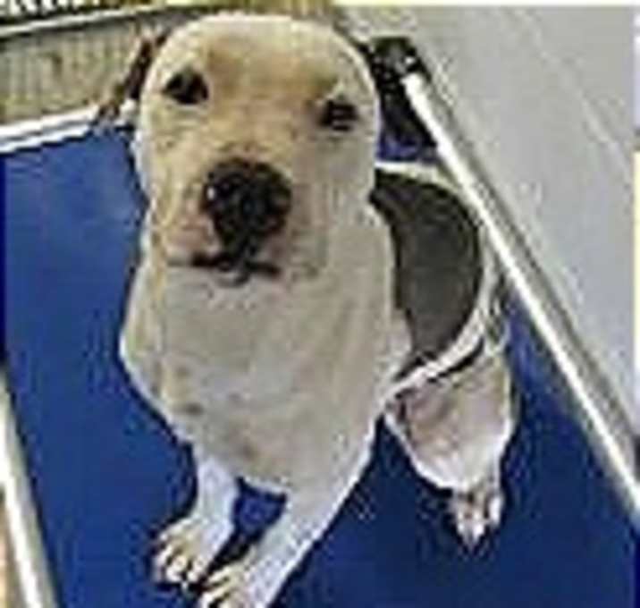 Photo of Xena