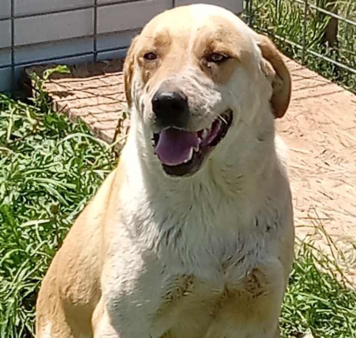 Photo of Teddy