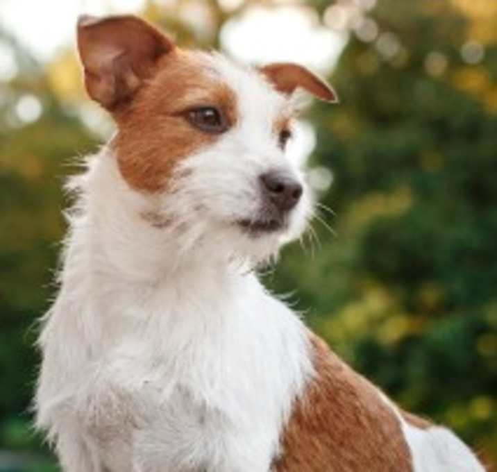 Photo of Charlie