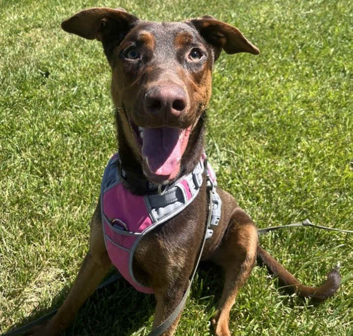 Photo of Gumby