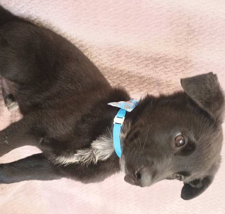 Photo of Wilbur