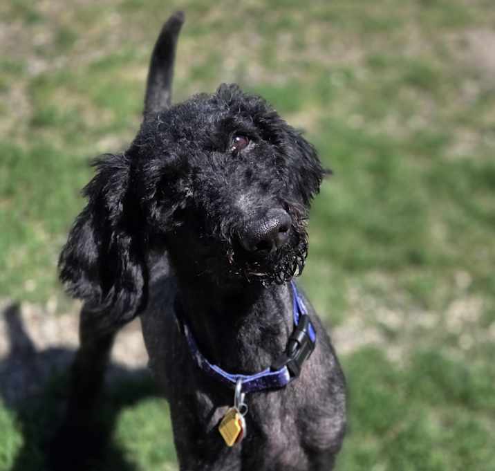 Photo of Solomon (Solo)