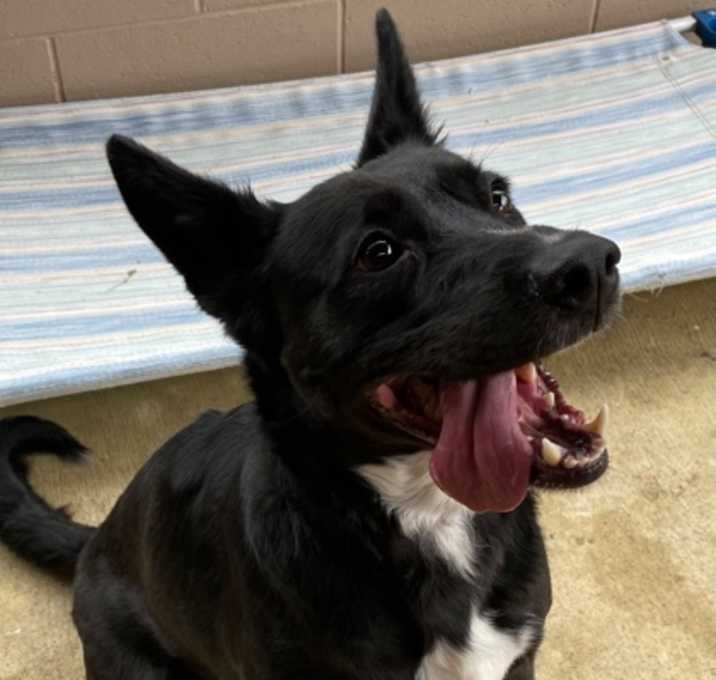 Photo of Domino