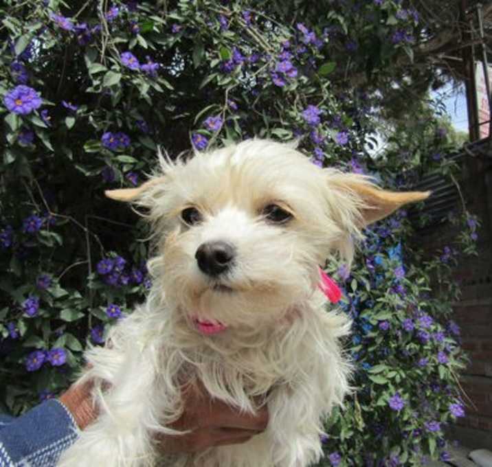 Photo of Lilly-