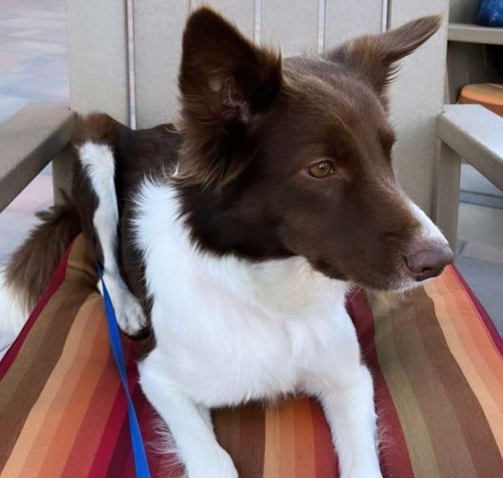 Photo of Violet