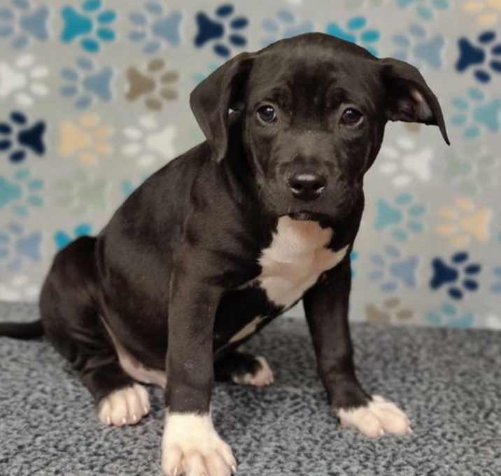 Photo of Tux
