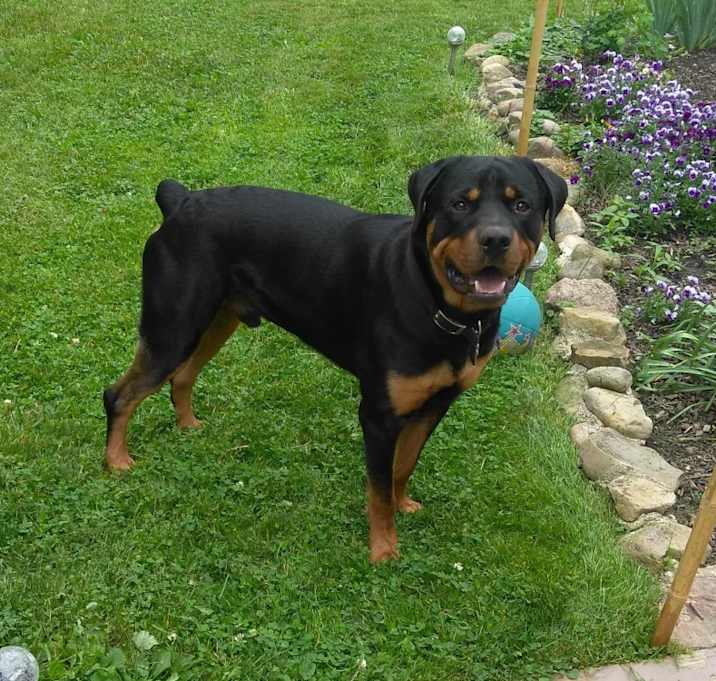 Photo of Ace