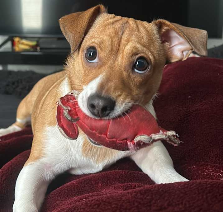 Photo of Cannoli