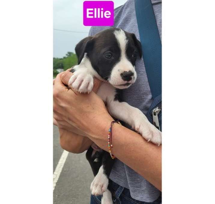 Photo of Doyline 10 Ellie