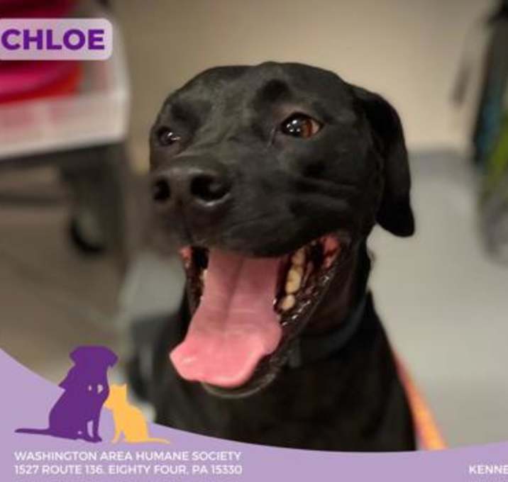 Photo of Chloe