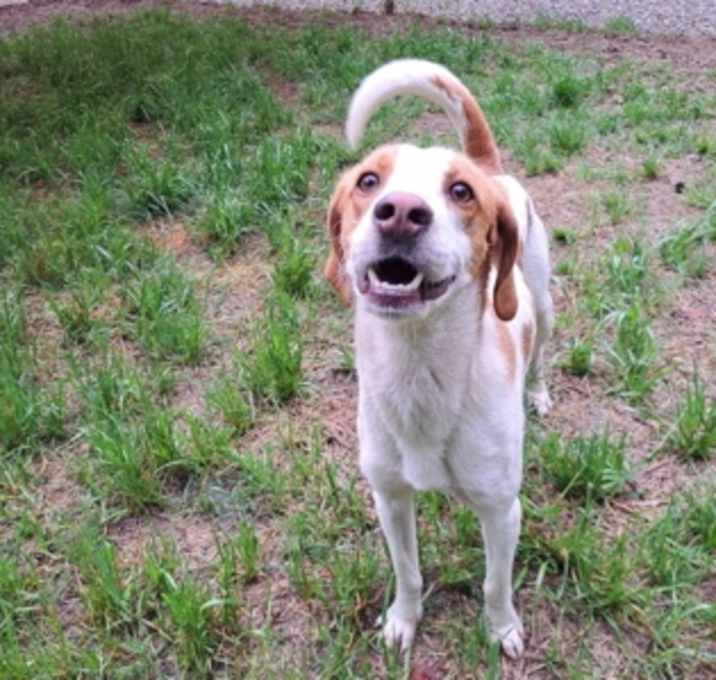 Photo of Goose