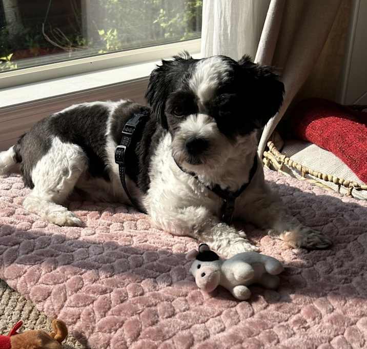 Photo of Obi