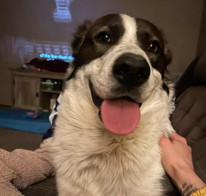 Photo of Beau
