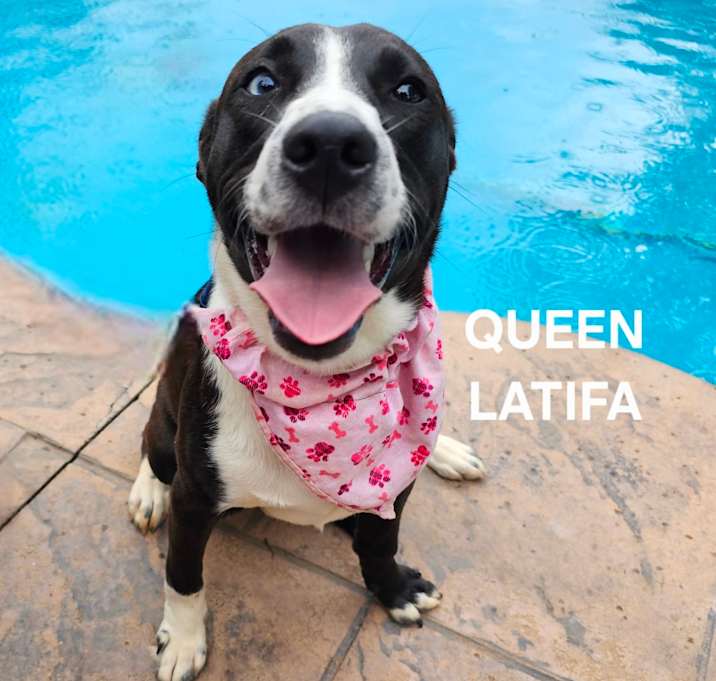 Photo of Queen Latifa
