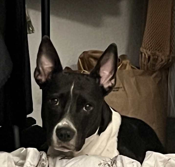 Photo of Yoda