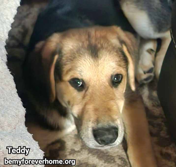 Photo of Teddy
