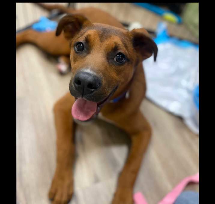 Photo of Ranger