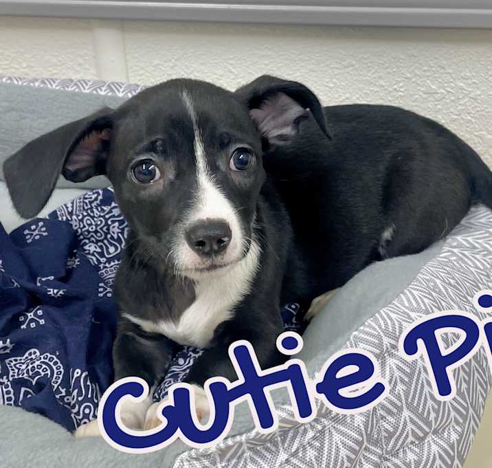 Photo of Cutie Pie in Texarkana TX