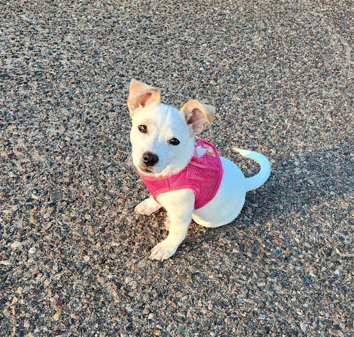 Photo of Ruby