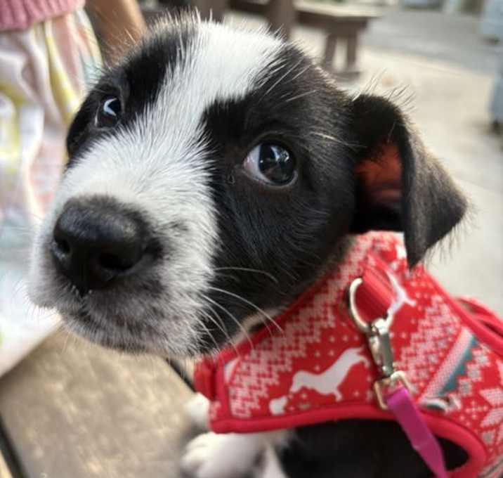 Photo of Prince Charming