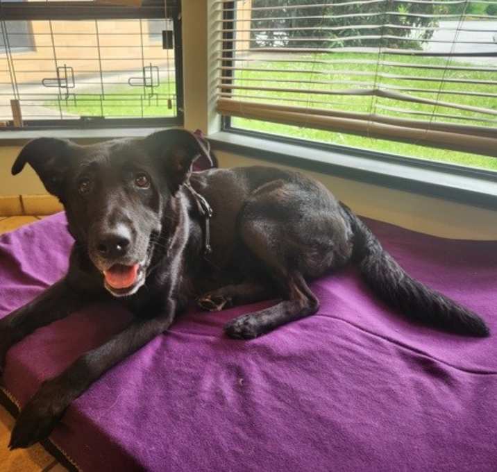 Photo of Stella