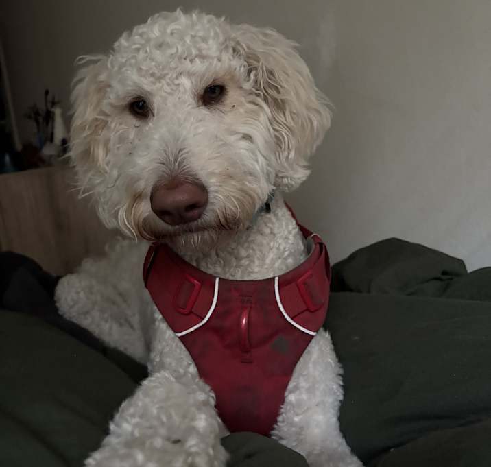 Photo of Bibi