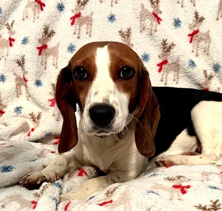 Photo of BUTTERCUP