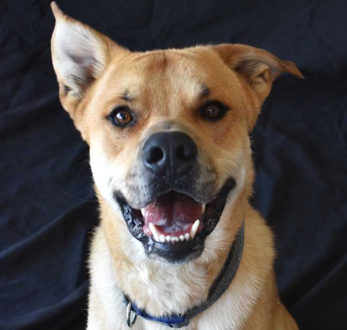Photo of Charlie (Tonka) 