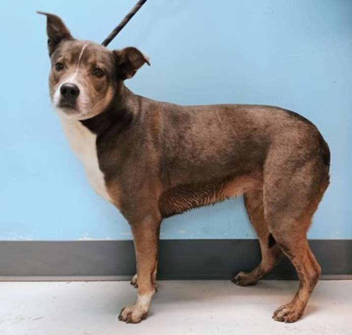 Photo of MOCHA #10142