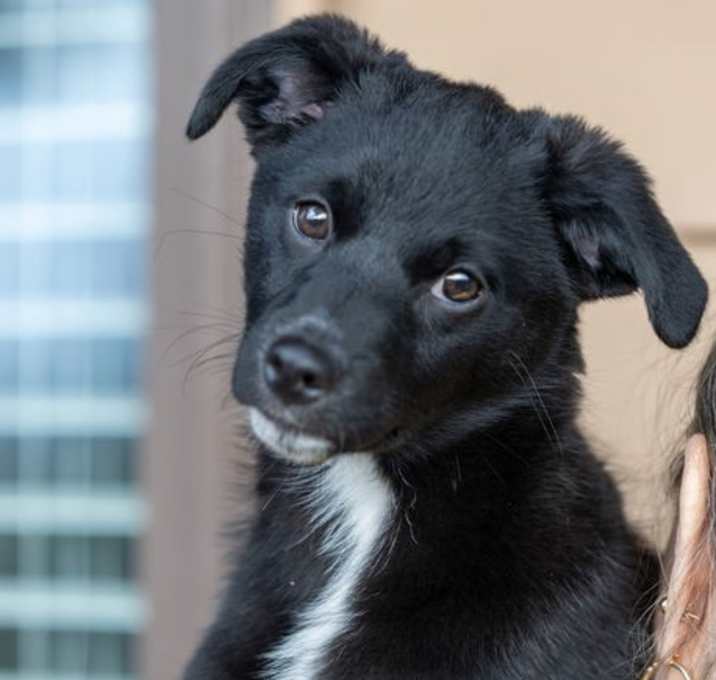 Photo of Marla - Madeline's pup