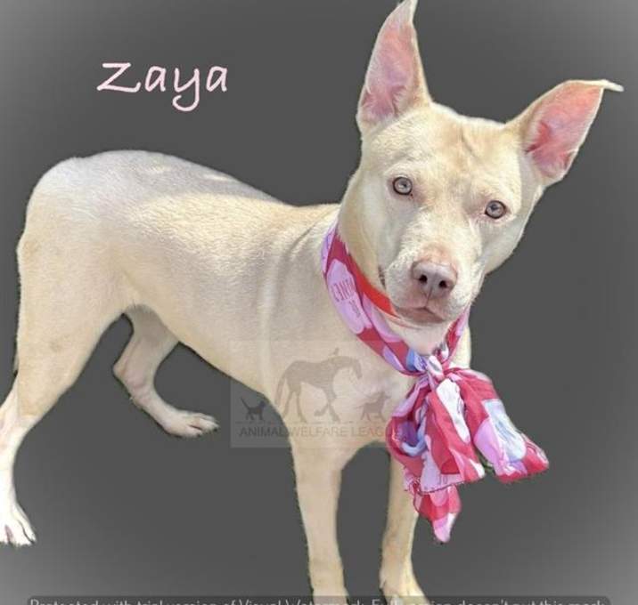 Photo of ZAYA