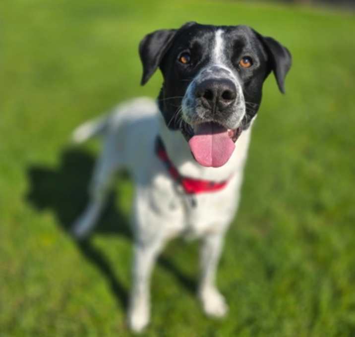 Photo of Oreo