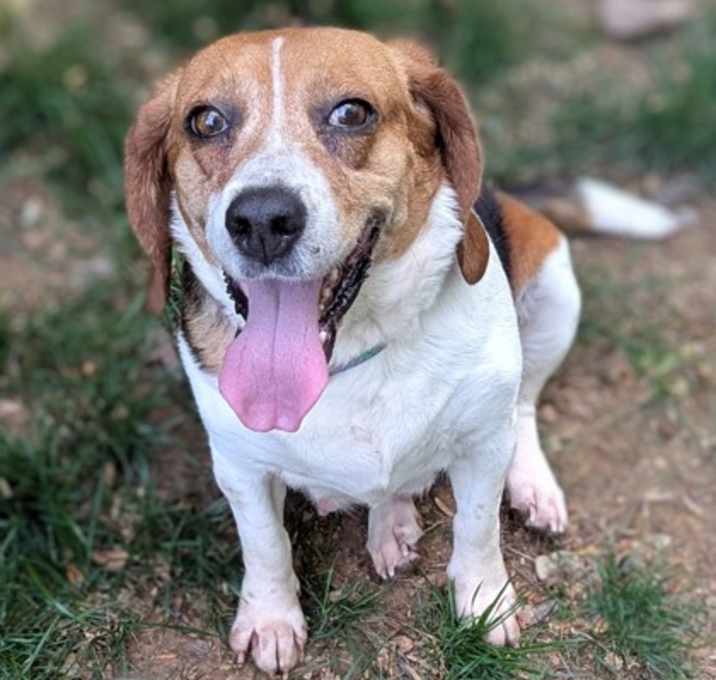 Photo of Olive