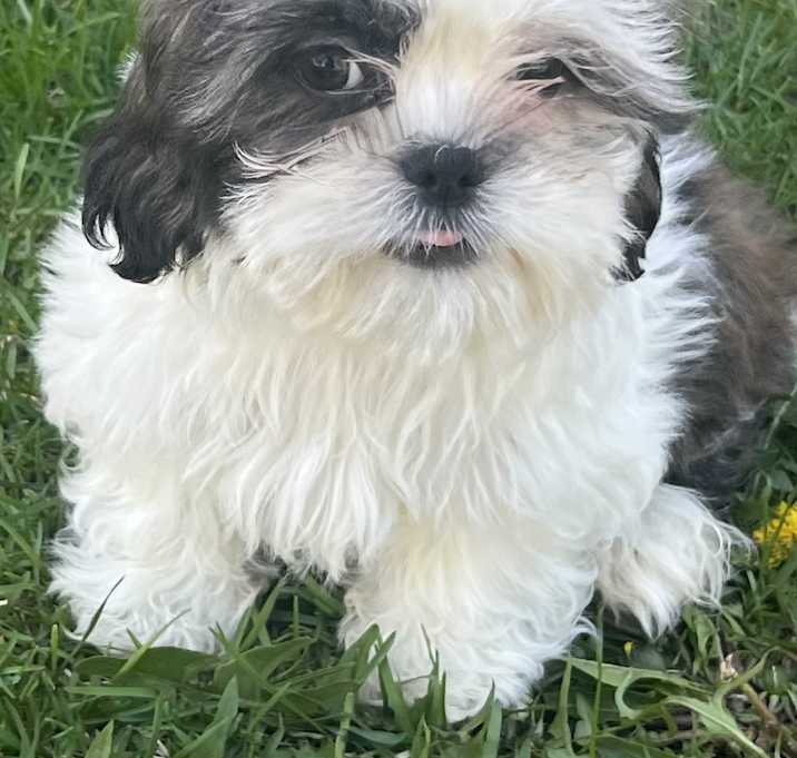 Photo of Whimsy