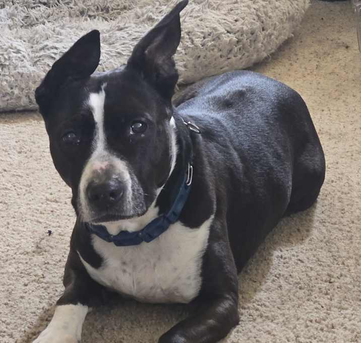 Photo of Marley