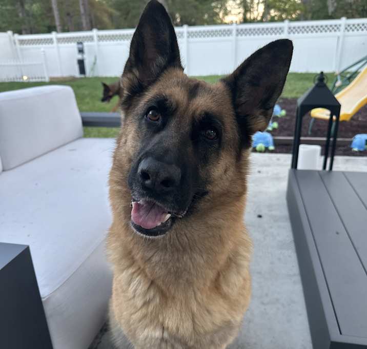 Photo of Skye and Koda