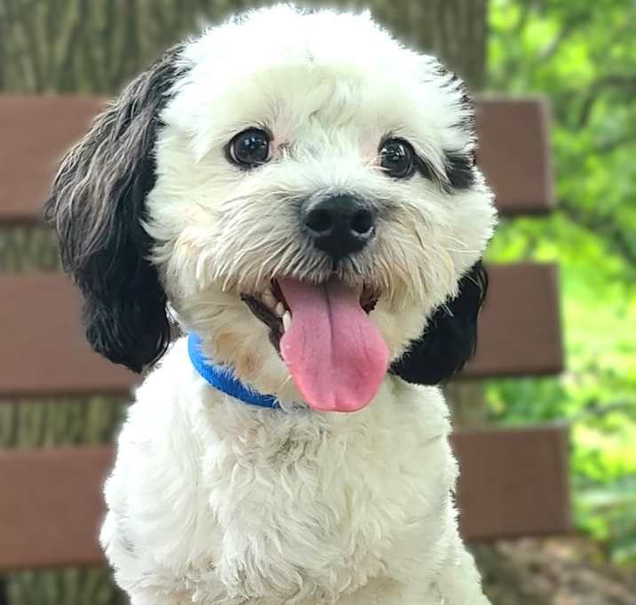 Photo of Elvis-Not taking any more apps