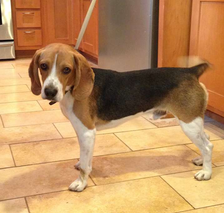 Photo of BARNEY